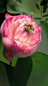 Flower lotus blooming
