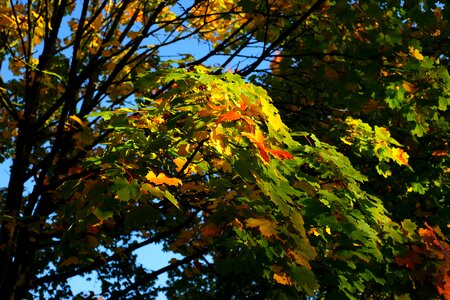 Golden autumn mood fall color photo