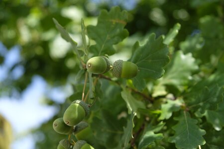 Oak fruit fruit green