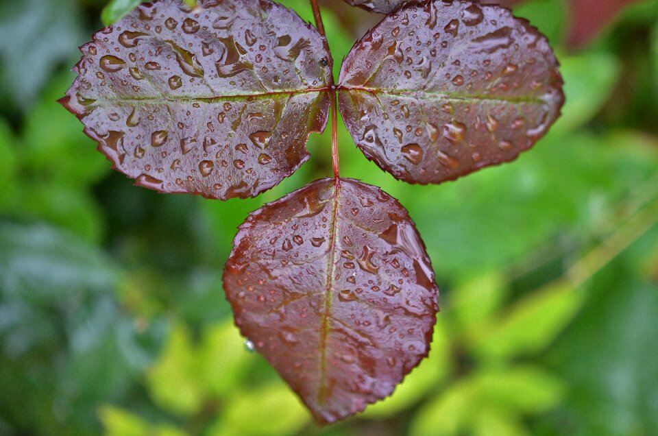 Plant green summer