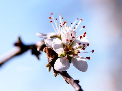 Nature branch petal
