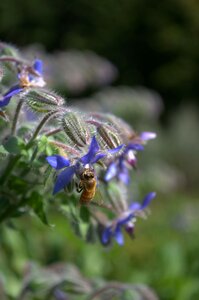 Bee autumn flower photo