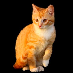 Small cat young cat cute