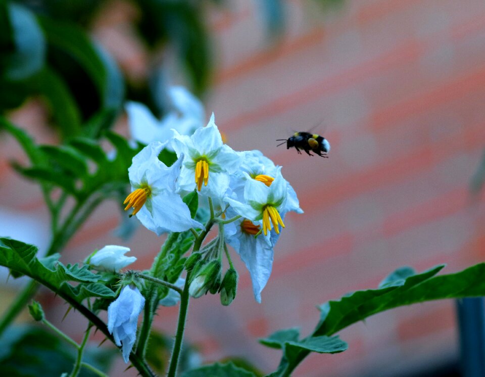 Pollinator garden vegetable