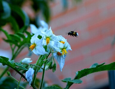 Pollinator garden vegetable