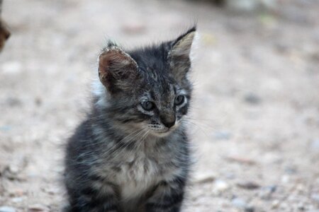 Animal animals cat eyes photo