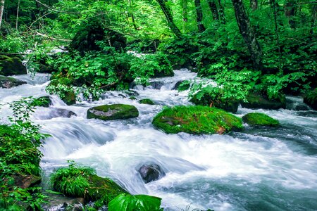 Torrent green natural