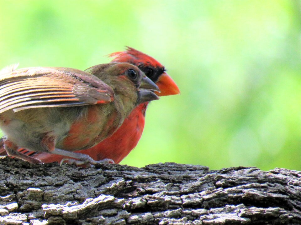 Adult and immature red bird wildlife