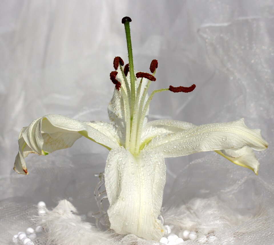 Vase white flower