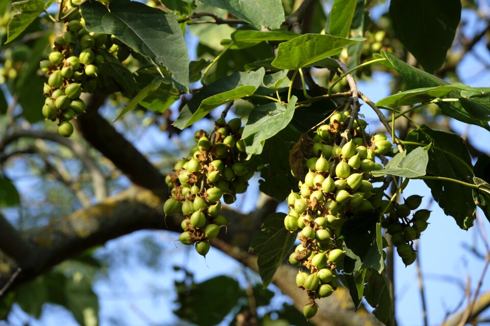 Fruit tree fruit nut