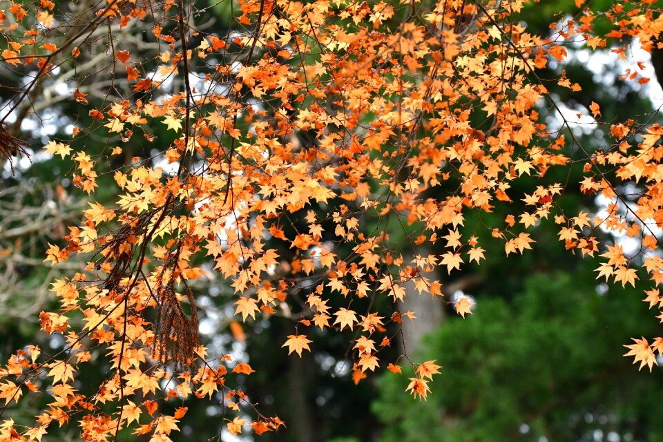 Autumnal leaves maple cold