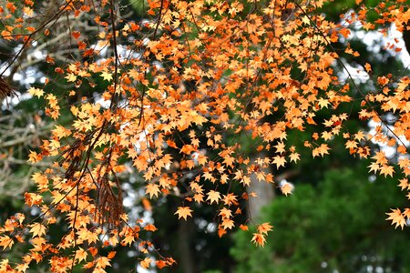Autumnal leaves maple cold photo