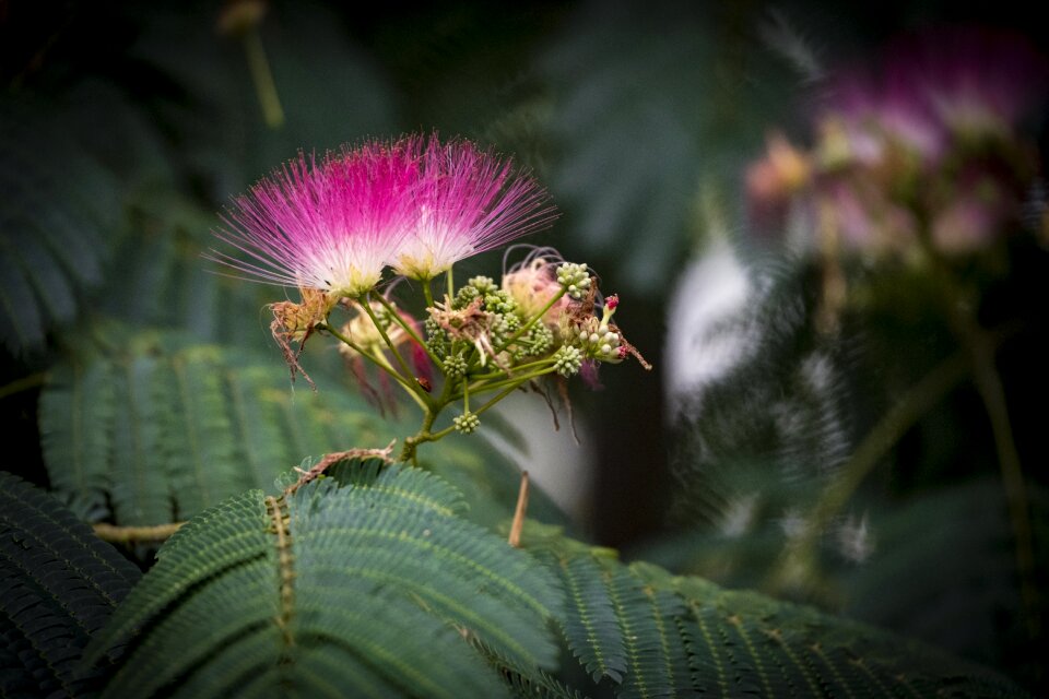 Acacia albizia blossom