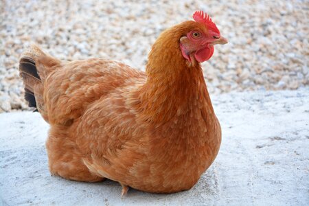 Pretty fresh egg