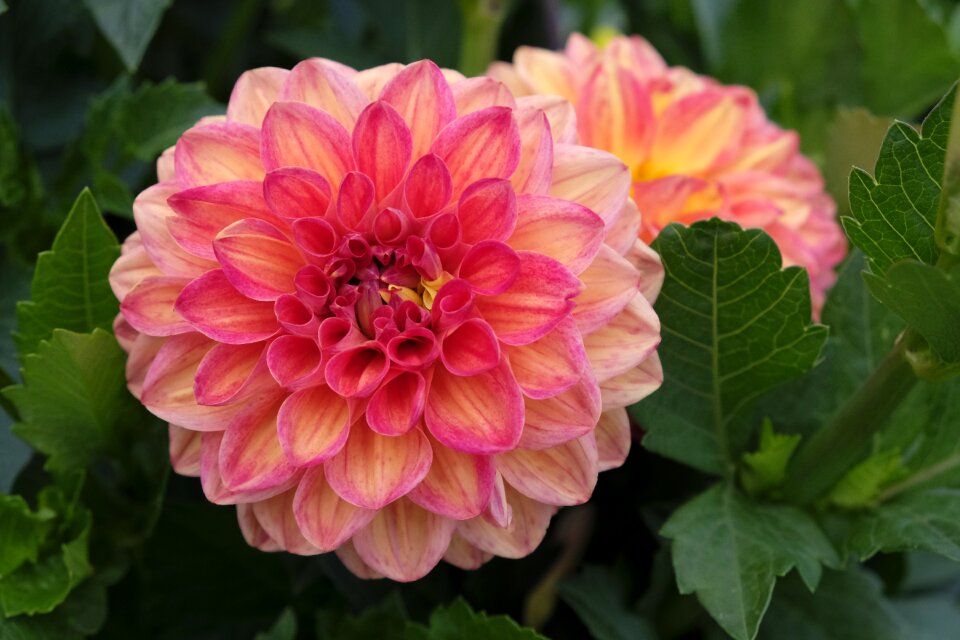 Dahlia nature plant