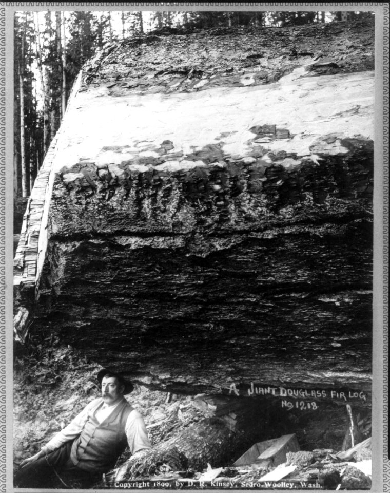 Lumbering in the Cascade Mountains, near Seattle, Wash.- (A giant douglass fir log) LCCN2004665696