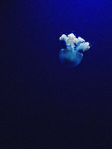 Blue jellyfish aquatic