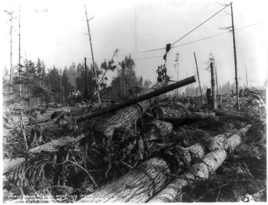 Lumbering in the cascade Mountains, near Seattle, Wash- (Ground covered with fir logs, high lead logging in Wash.) LCCN2004665740