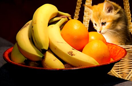 Kitty confection desktop