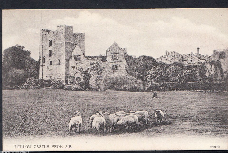 Ludlow Castle Sheep