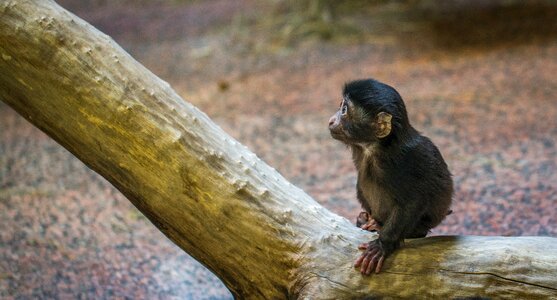 Animals primacy monkey