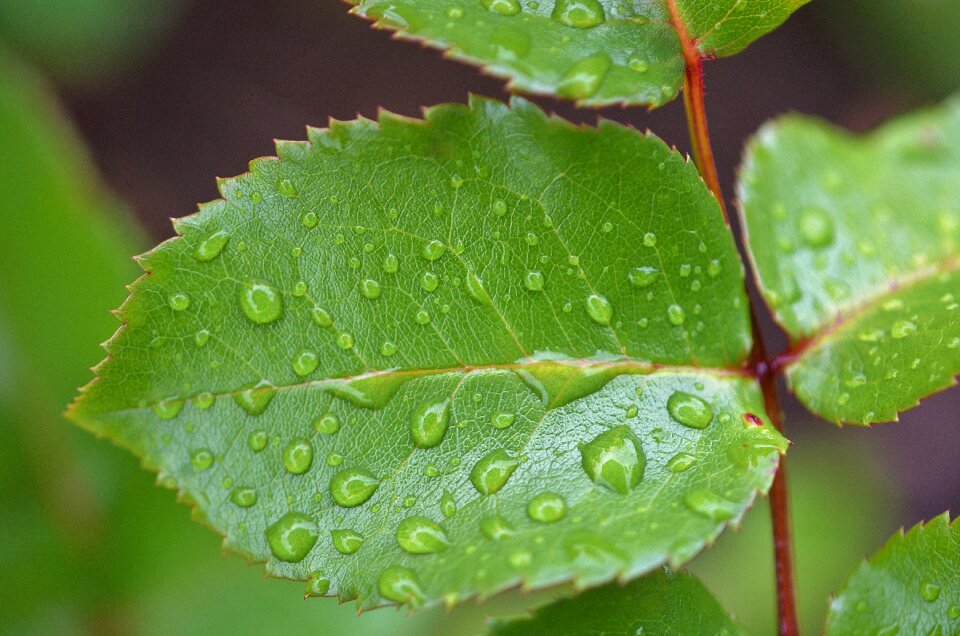 Plant green summer