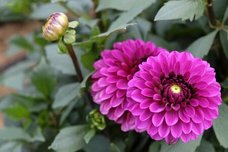 Dahlia nature plant