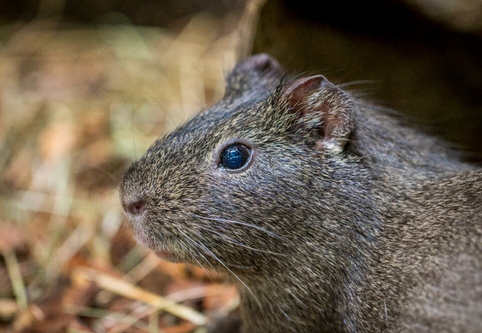 Rodent living nature mammals
