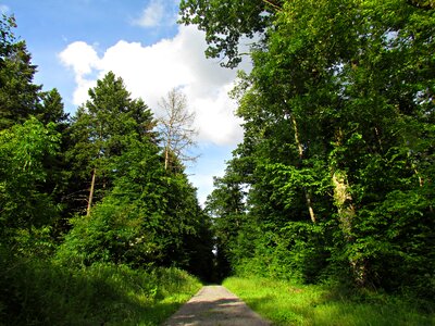 Tree landscape green photo