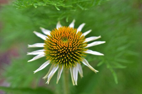 Floral summer natural photo