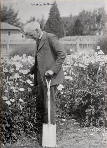 Luther Burbank 1900 Papaver