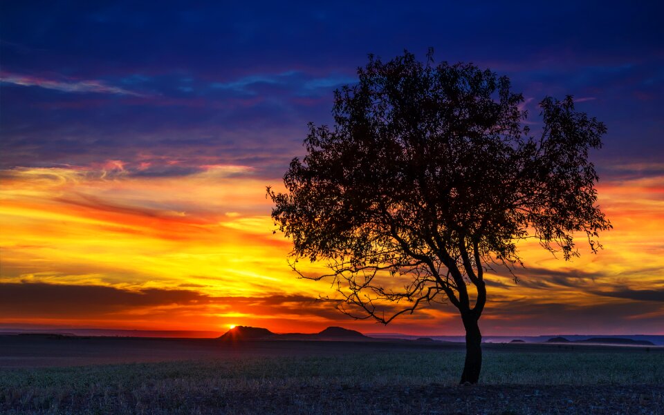 The sun landscape tree