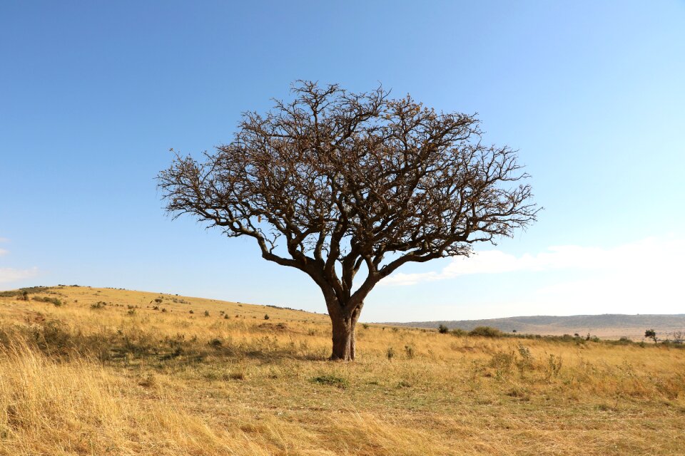 Nature landscape safari