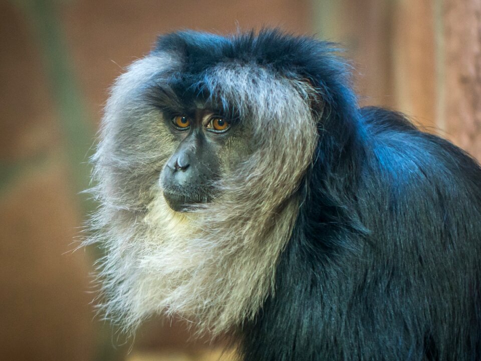 Mammals primacy portrait
