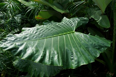 Taro plant malaysia tropics