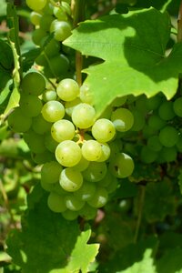 Bunch of grapes autumn yields