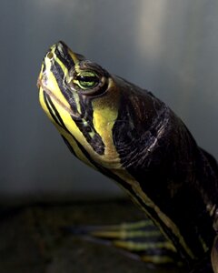 Turtle florida reptile