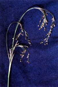 Luzula parviflora NRCS-1