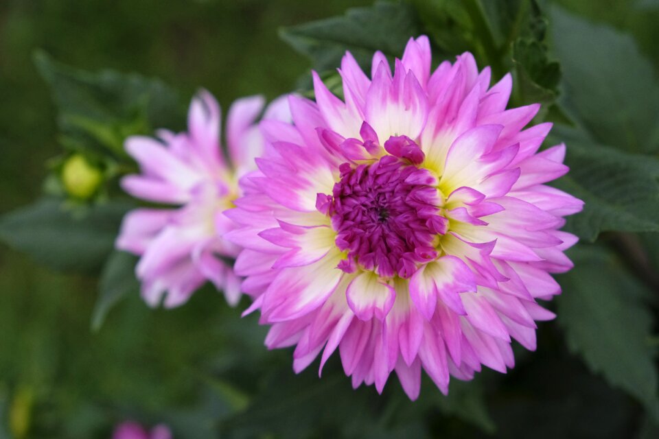 Dahlia nature plant