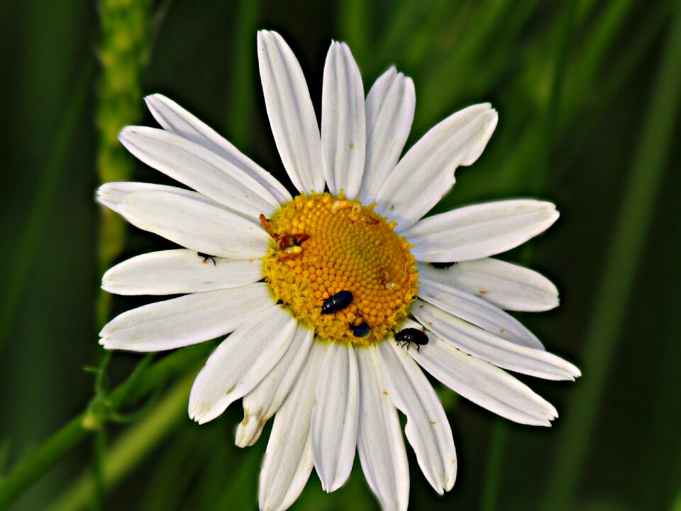 Nature summer flowers