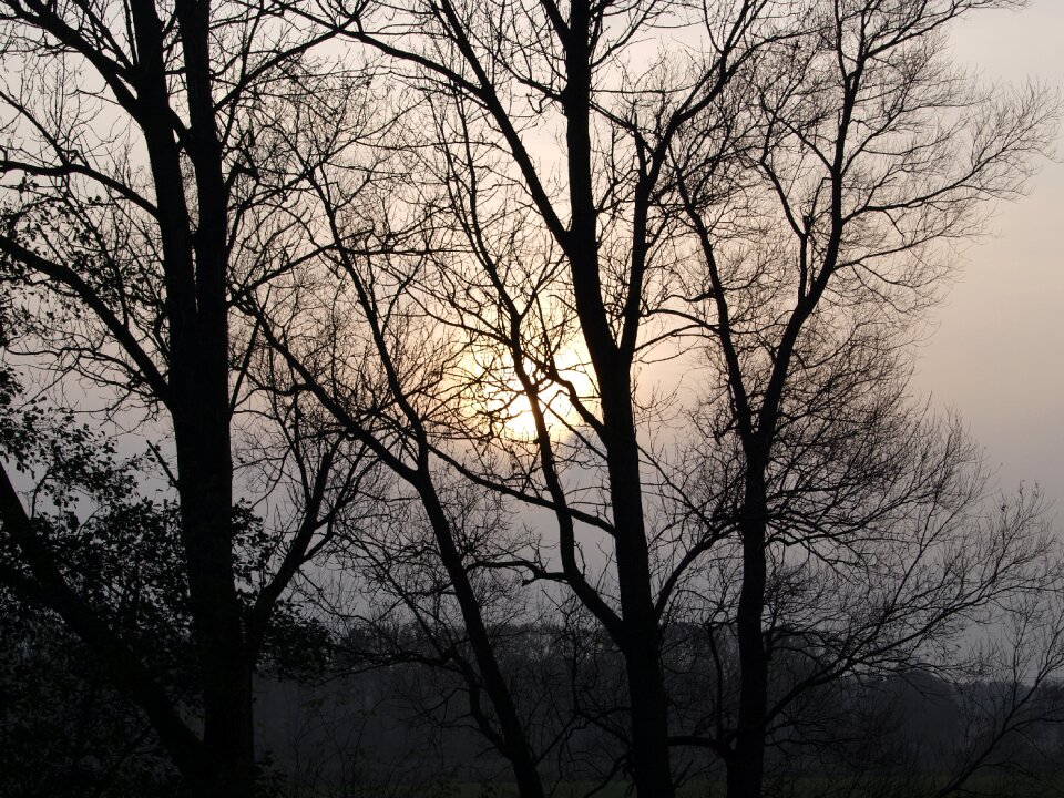 Mood nature trees
