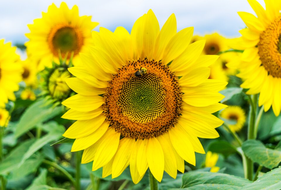 Plant nature bee