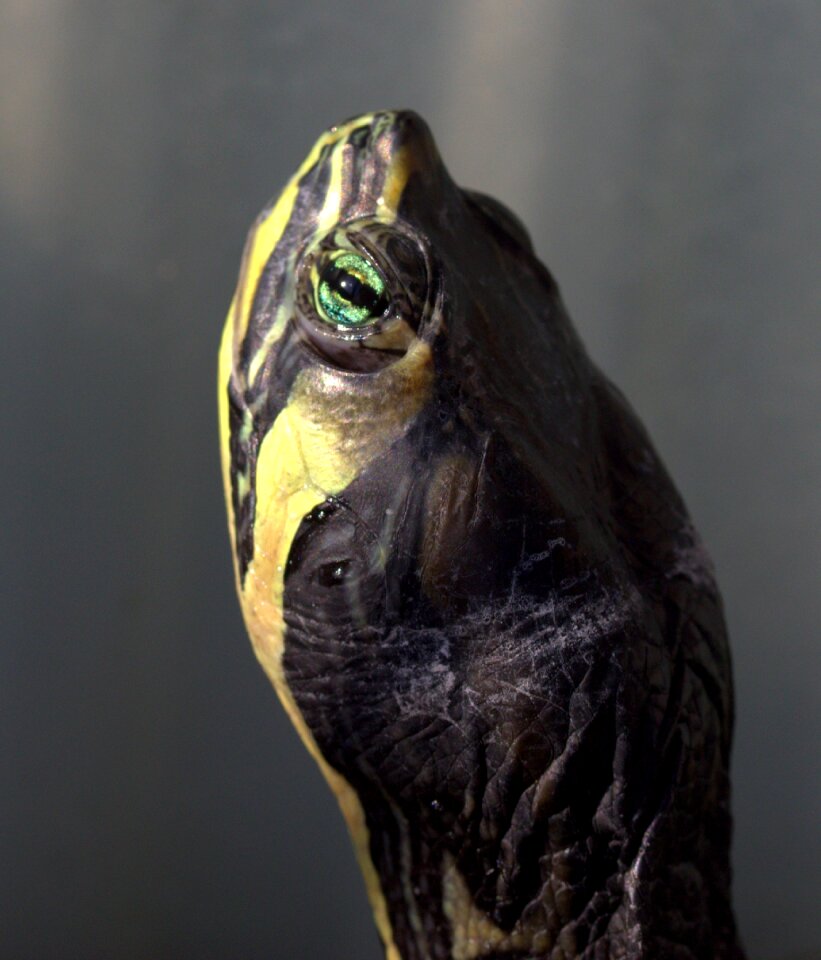 Turtle florida reptile