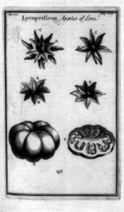 Lycopersicon, apples of love LCCN92516789