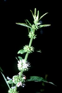 Lycopus rubellus NRCS-1
