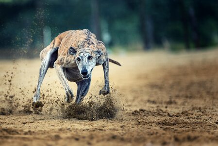 Sport career dog track photo