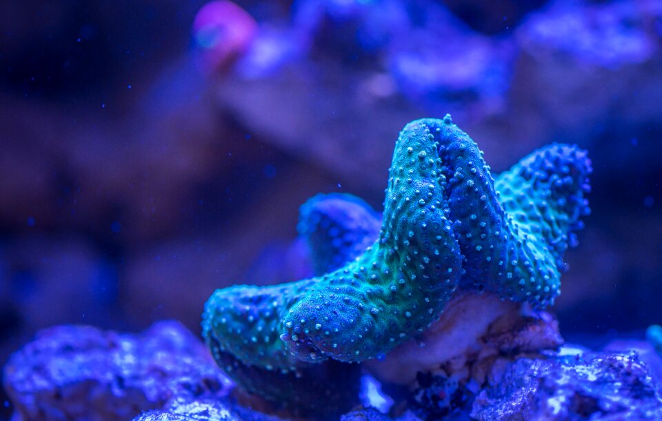 Coral polyp Free photos