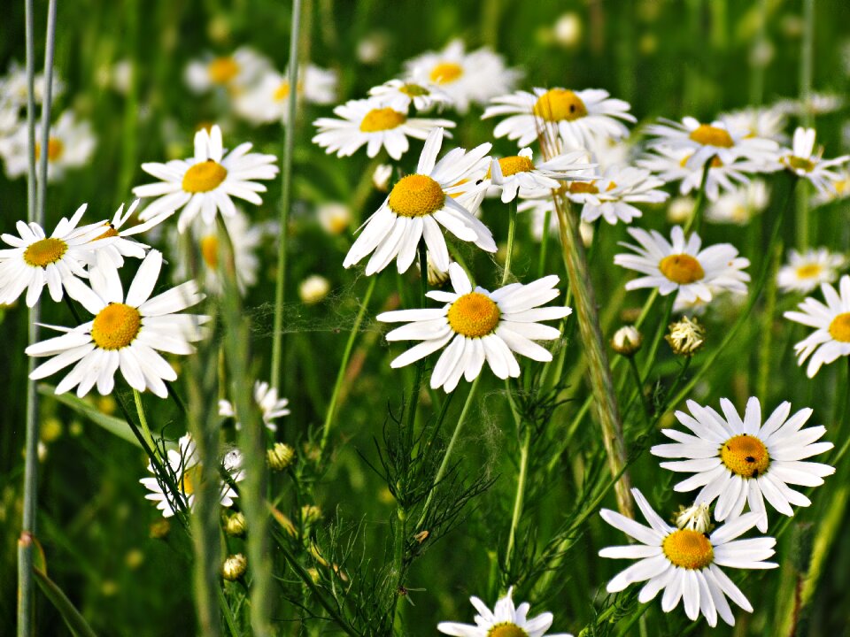 Nature summer flowers