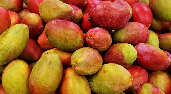 Fresh vegetarian organic