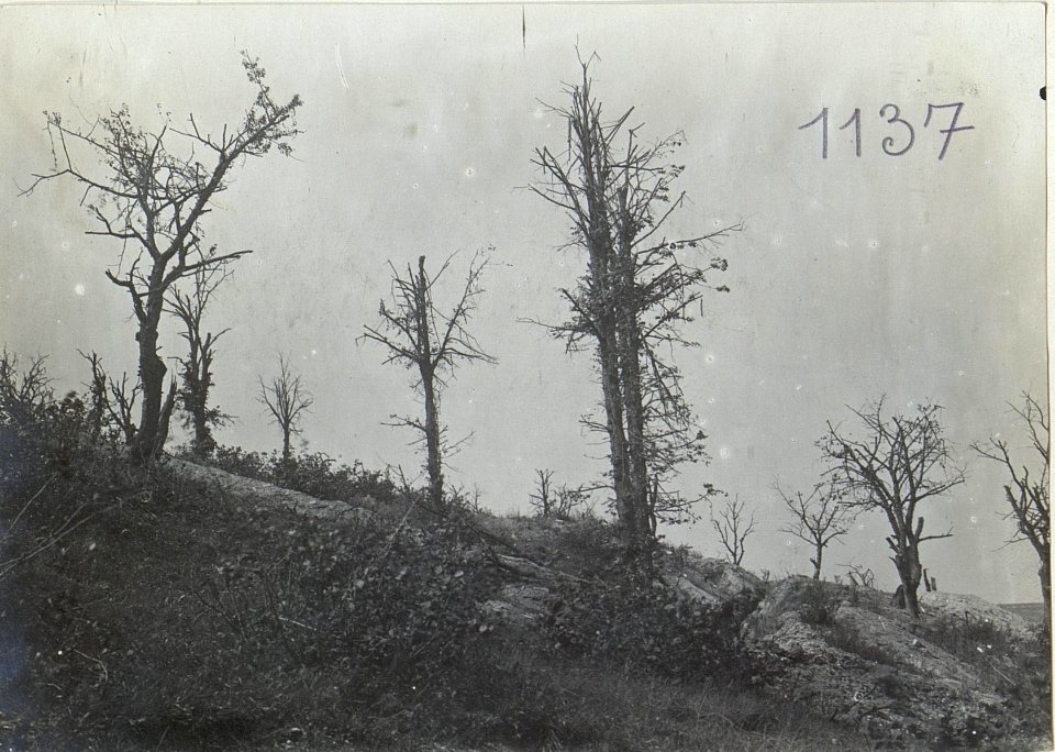 Lysonia, Kahlgeschossene Bäume. (BildID 15729773)